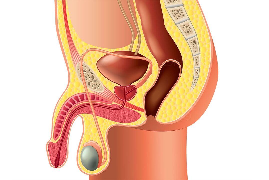 the structure of the male reproductive system and penis enlargement
