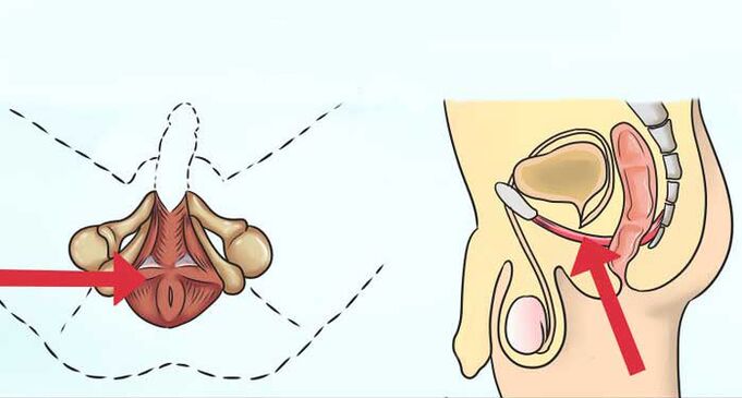 where is the muscle of Kegel